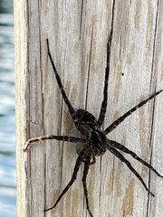 Dolomedes scriptus