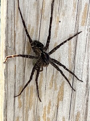 Dolomedes scriptus
