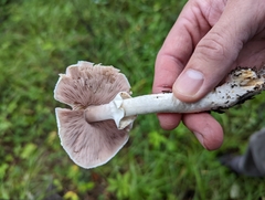Agaricus sylvicola