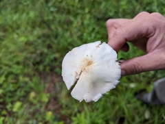 Agaricus sylvicola