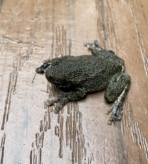 Hyla versicolor