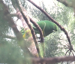 Drepanoptila holosericea