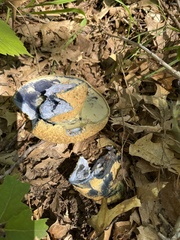 Gyroporus cyanescens