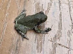 Hyla versicolor