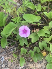Ipomoea pes-caprae