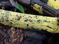 Fuligo septica