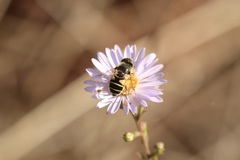 Eristalis hirta