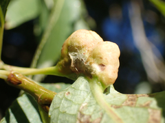 Pemphigus populicaulis