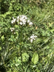 Valeriana occidentalis