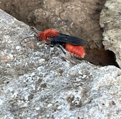 Dasymutilla erythrina