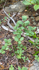 Vaccinium uliginosum