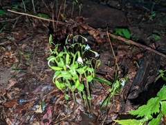 Triphora trianthophoros trianthophoros