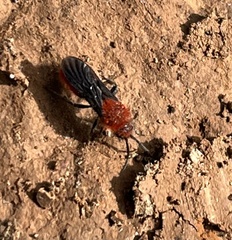 Dasymutilla erythrina