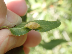 Pemphigus populivenae