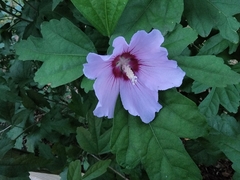 Hibiscus syriacus