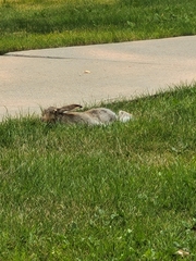 Lepus townsendii