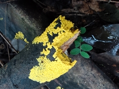 Fuligo septica
