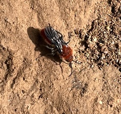 Dasymutilla erythrina