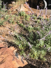 Salvia yangii