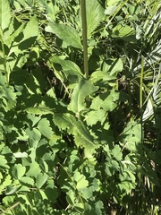 Valeriana occidentalis