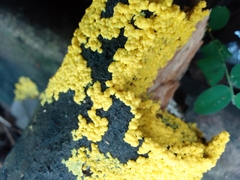 Fuligo septica