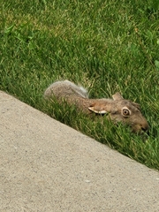 Lepus townsendii