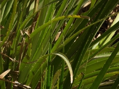 Eryngium paniculatum