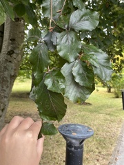 Fagus sylvatica
