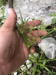 Cyperus dentatus