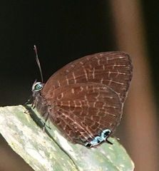 Arhopala democritus