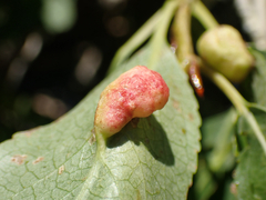 Pemphigus populivenae