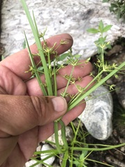 Cyperus dentatus
