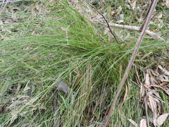 Tetrarrhena juncea