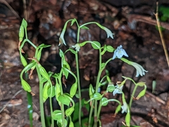 Triphora trianthophoros trianthophoros