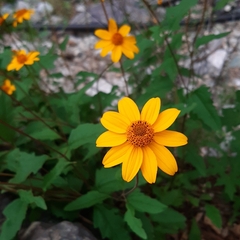 Heliopsis parvifolia