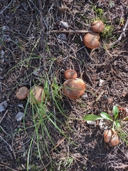 Suillus lakei