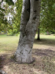 Fagus sylvatica