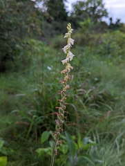 Spiranthes vernalis