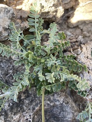 Adesmia incana
