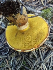Suillus lakei