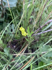 Asclepias pedicellata