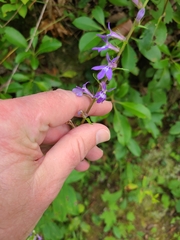 Lobelia puberula