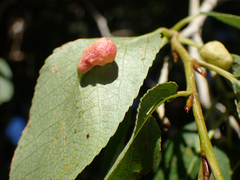 Pemphigus populivenae