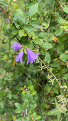Campanula rapunculoides