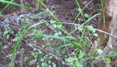 Coprosma arborea