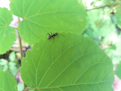 Formica fusca