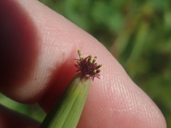 Porophyllum ruderale