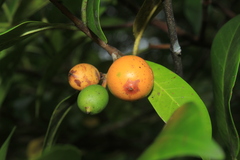 Lacmellea edulis
