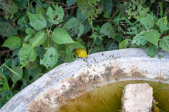 Zosterops stuhlmanni