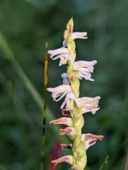 Spiranthes vernalis